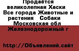 Продаётся великолепная Хаски - Все города Животные и растения » Собаки   . Московская обл.,Железнодорожный г.
